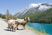 Great Divide Mountain Bike Route Great Divide Mountain Bike Route